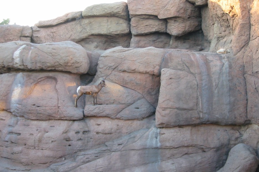 ../image/bighorn sheep 2.jpg